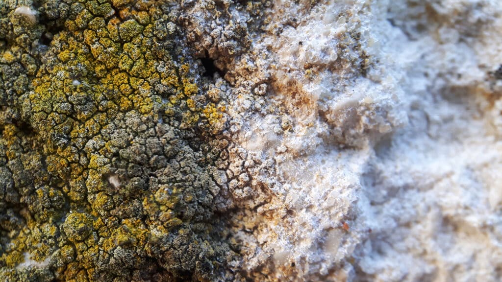 Algenbefall auf einer Putzfassade vor der Reinigung