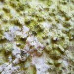 Algenbefall auf einer Putzfassade vor der Reinigung