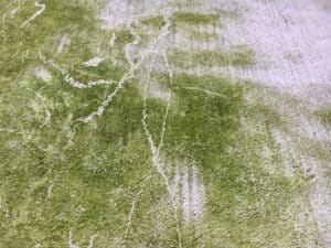 Grüne Fassade vor der Fassadenreinigung