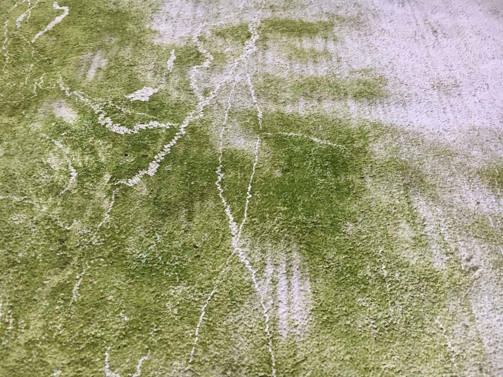 Grüne Fassade vor der Fassadenreinigung