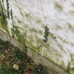 Grünbelag auf Fassade vor der professionellen Reinigung