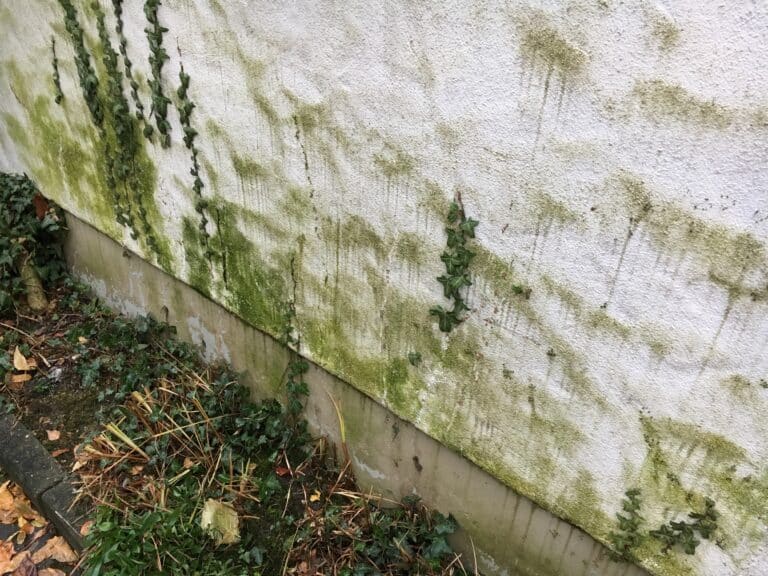 Grünbelag auf Fassade vor der professionellen Reinigung