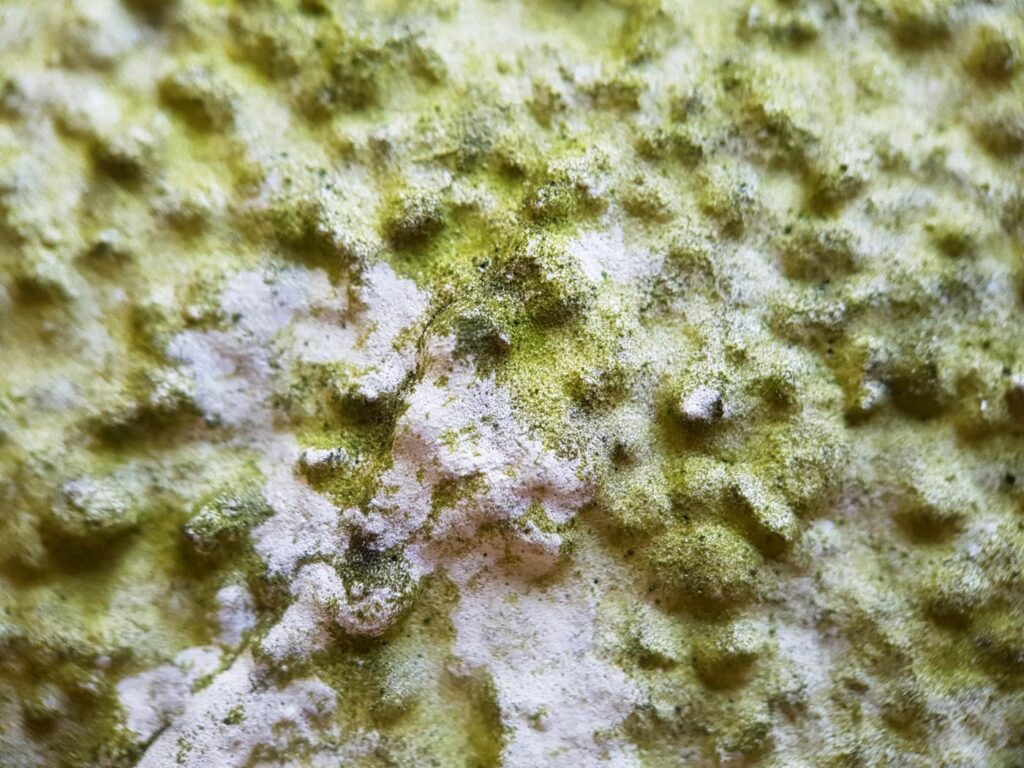 Nahaufnahme einer verschmutzten Fassade Grünalgen