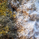 Schwarze Pilze / Schimmel auf Putzfassade vor Reinigung