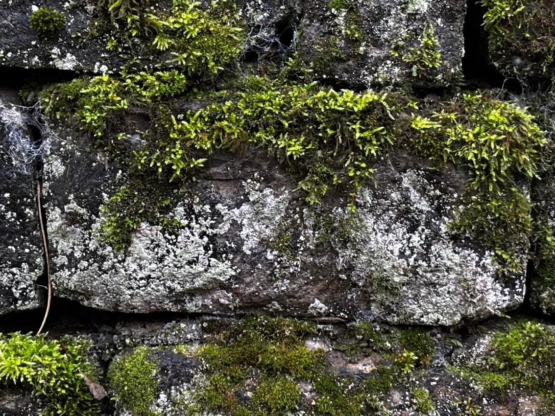 Moosbewuchs an einer Fassade